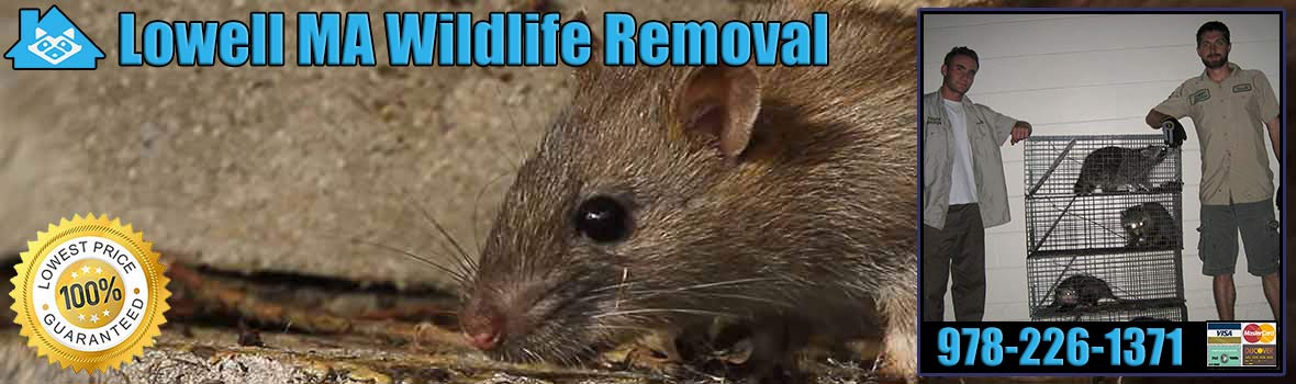 Lowell
 Wildlife and Animal Removal